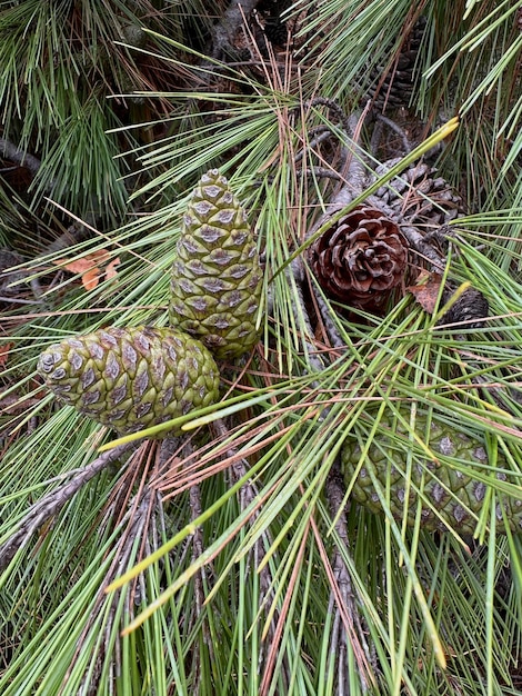 Photo cones on a pine branch close up