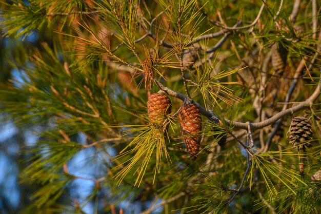 cones on a pine tree branch in Cyprus 4