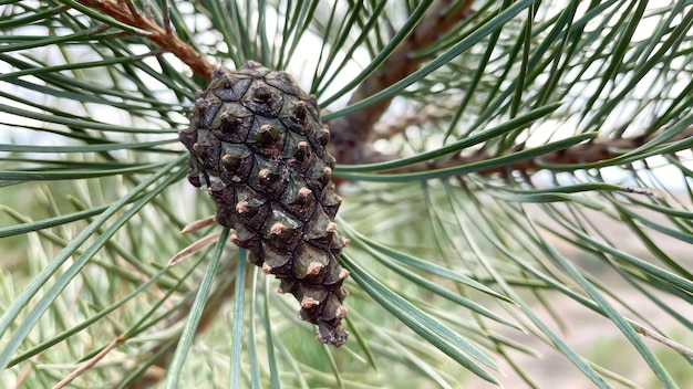 Cones on a pine tree in cloudy weather