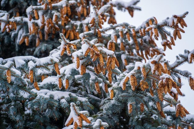 The cones on the pine tree crown pine cocoon in winter