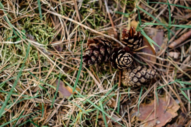 Photo cones in the spring forest.