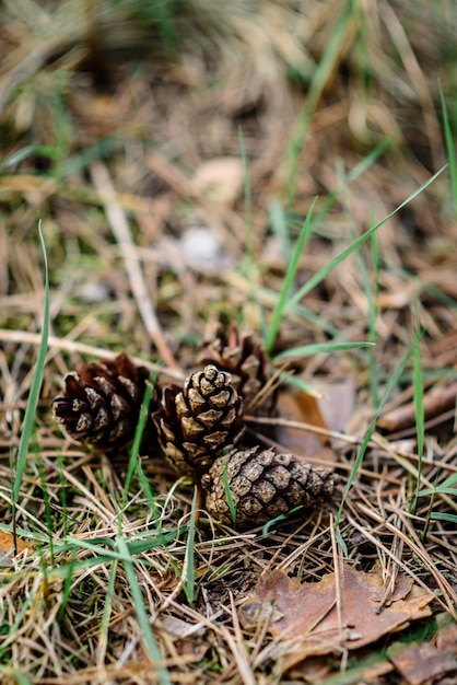 Coni nella foresta di primavera.