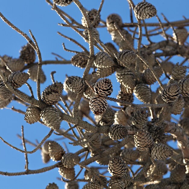 Cones on the tree against the sky