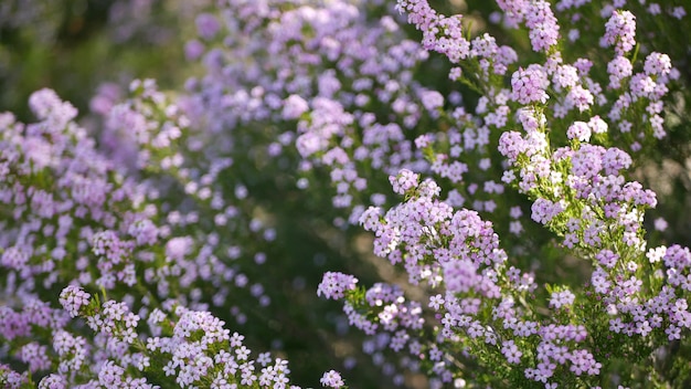 색종이 부시 라일락 꽃, 캘리포니아 미국. coleonema pulchellum, buchu diosma 봄 꽃, 천연 식물 봄 꽃