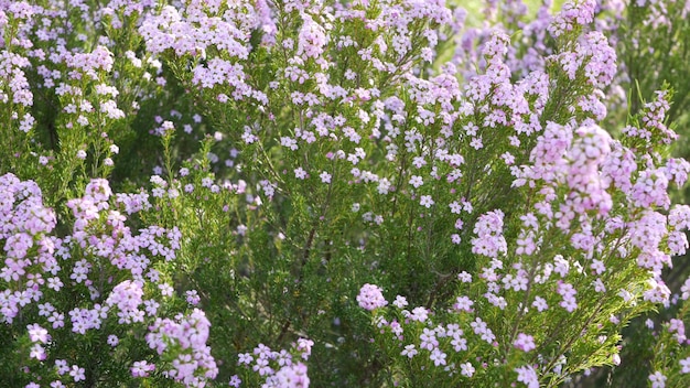 Confettistruik lila bloem, Californië de V.S. Coleonema pulchellum, buchu diosma lente bloei. Thuis tuinieren, Amerikaanse decoratieve sier kamerplant. Lentebloesem natuurlijke botanische sfeer.