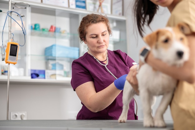 Confident doctors are doing medical treatment in modern veterinary clinic