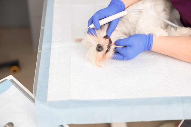 Уверенные врачи лечат и удаляют зубной камень в современной ветеринарной клинике