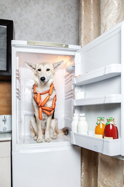 Confident dog stealing sausage from fridge at kitchen. The sign on the sausages milky