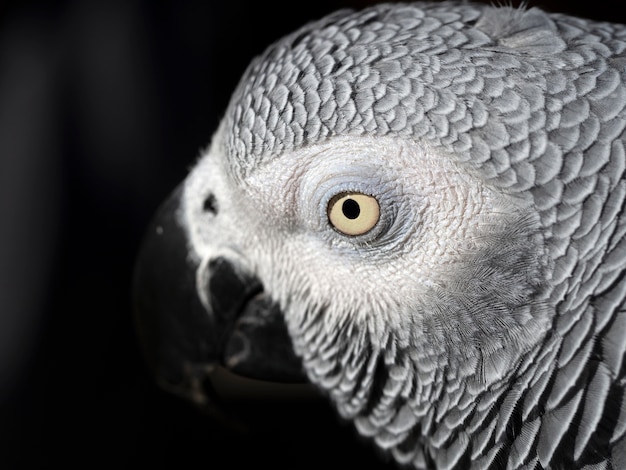 Congo gray parrot or African gray parrot