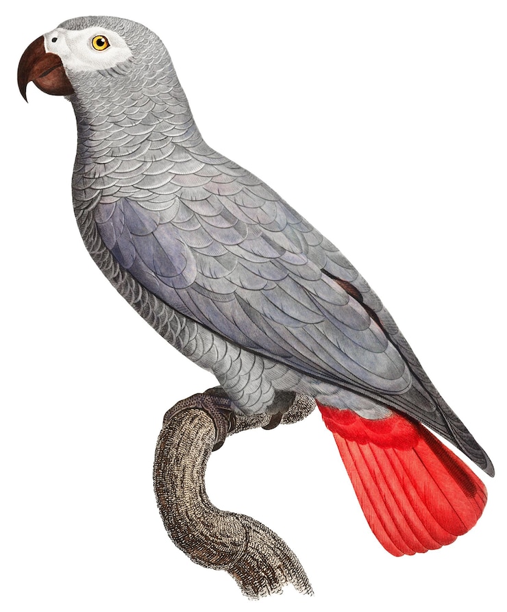 Foto congo grijze papegaai vogel illustratie png
