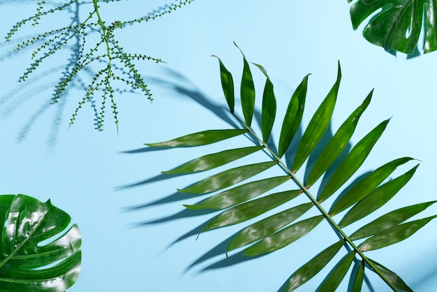 Cornice angolo di congratulazione da ramoscelli verdi di foglie tropicali esotiche su blu pastello.