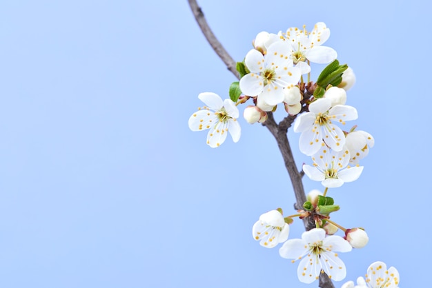 Congratulation postcard with close up tender blooming cherry branch