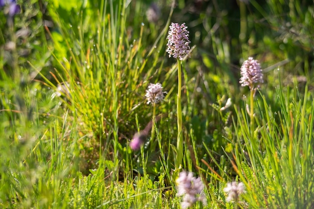 원추형 난초 Orchis conica wild orchid