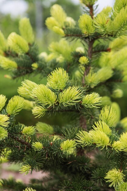 Conifeerboom met heldere nieuwe stijgende naalden