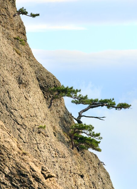 Conifer bomen op rotsen helling (misty day) (Demerdzhi Mount, Crimea, Oekraïne)