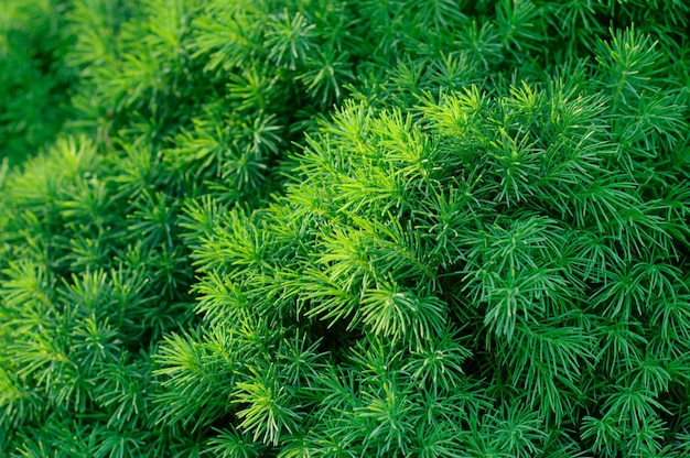 Conifer boom achtergrond