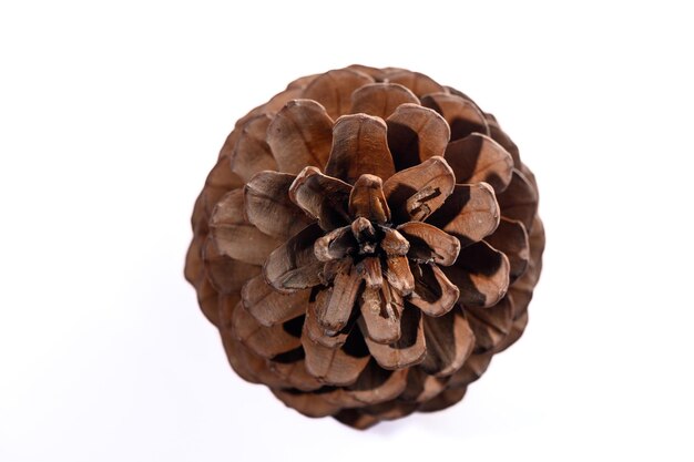 Photo conifer cone on a white background 2