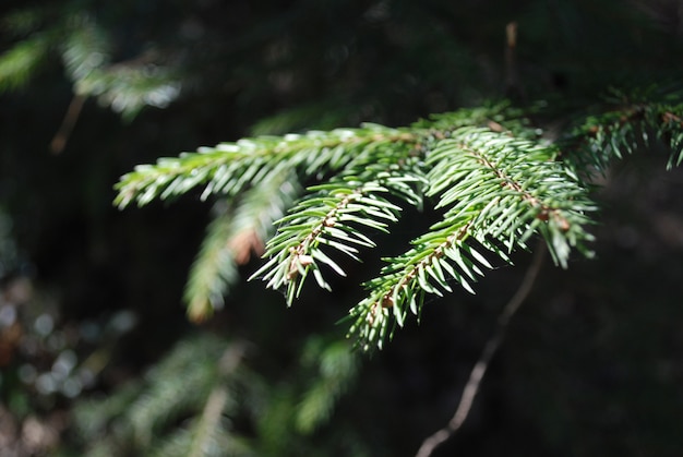 Conifer evergreen pine tree branches. 