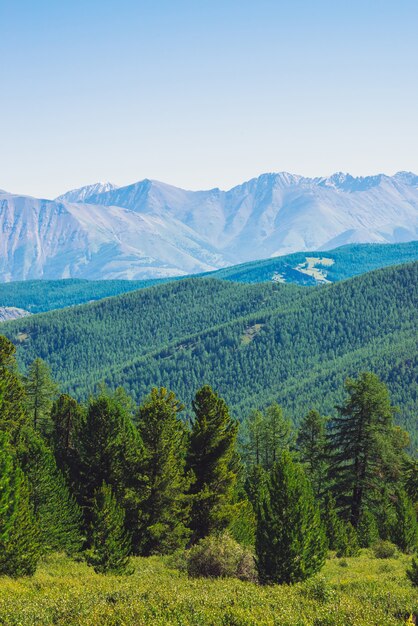 Conifer forest against hills with forest cover under giant mountains