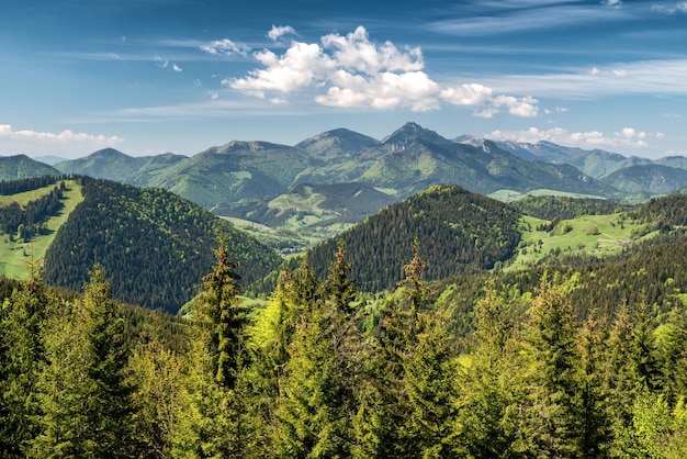 Conifer in forest and high hills at background