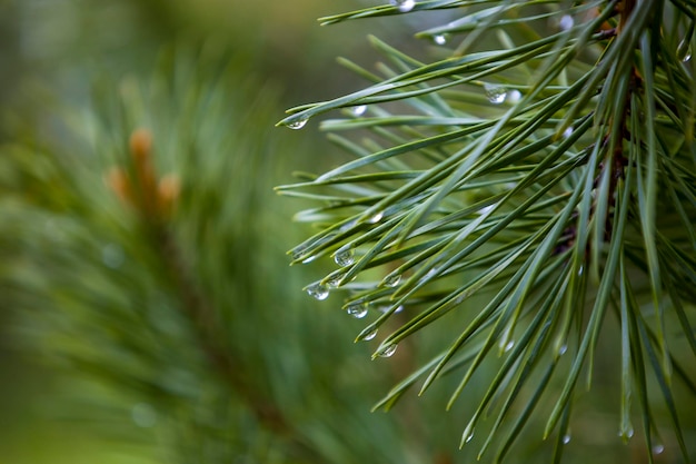 Conifer needles with dew drops Selective focus