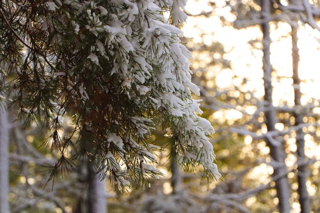 森の雪で覆われた針葉樹の枝