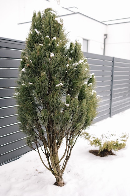 冬の雪に覆われたクリスマス ツリーの屋外の針葉樹の木