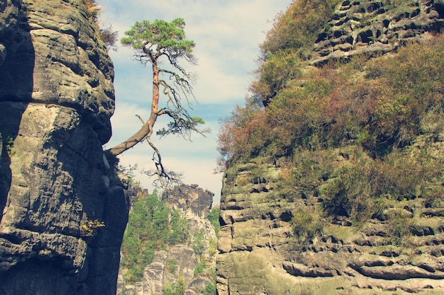 Conifer tree on a rock on a background of mountains