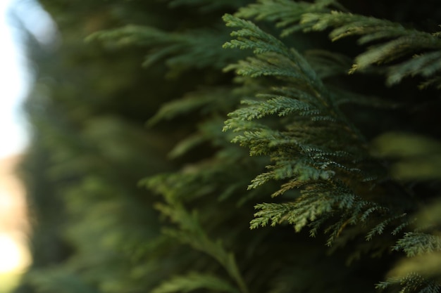 Conifer tree space for text and selective focus