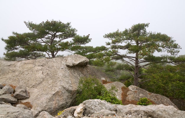 岩の斜面の針葉樹（霧のかかった朝）（クリミア半島、ウクライナ）