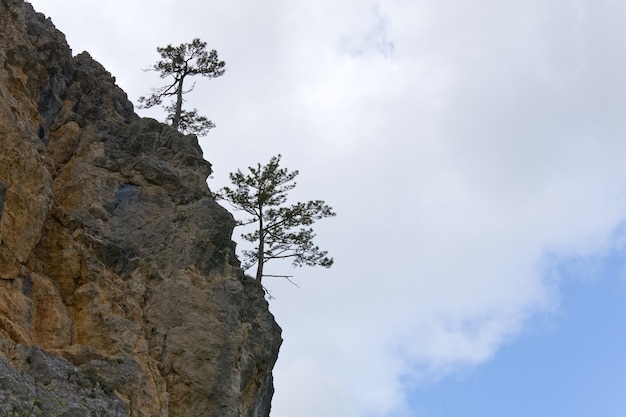 Conifer trees on rocks slope on sky surface  (Demerdzhi Mount, Crimea, Ukraine )