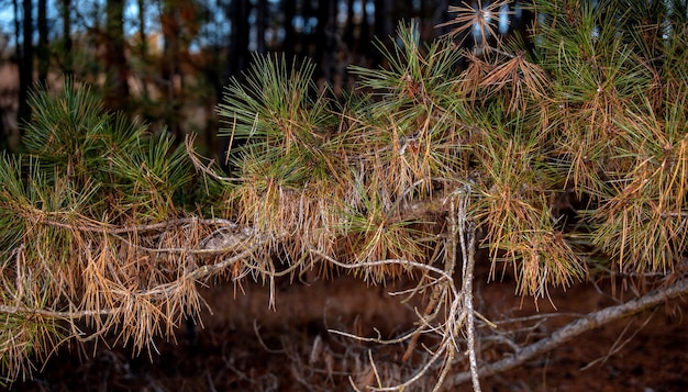 Coniferous branch of a pine tree in the forest