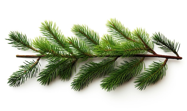 Coniferous branch on a white background Selective soft focus