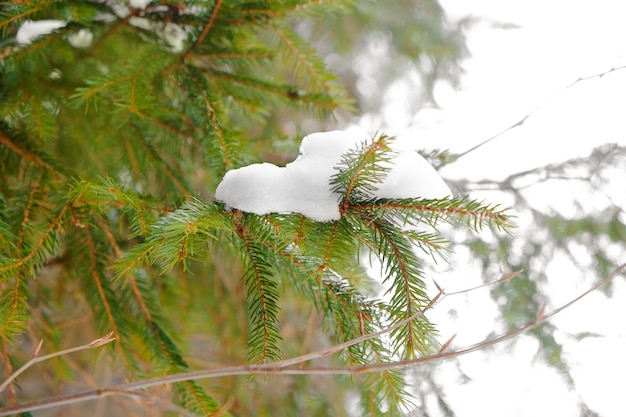 Coniferous branch with snow on winter day, closeup