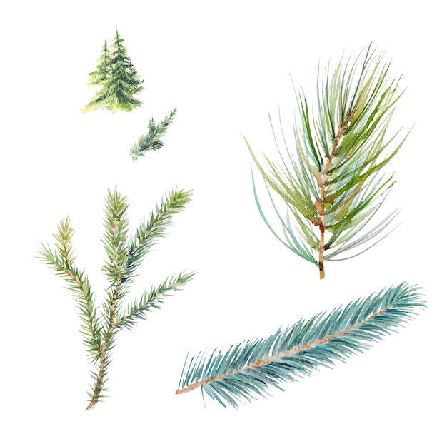 Coniferous branches christmas tree collection isolate on white background