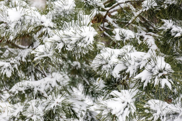 Coniferous branches covered with fresh snow closeup