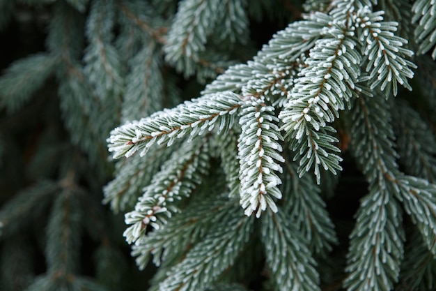 Coniferous branches covered with hoarfrost Close up