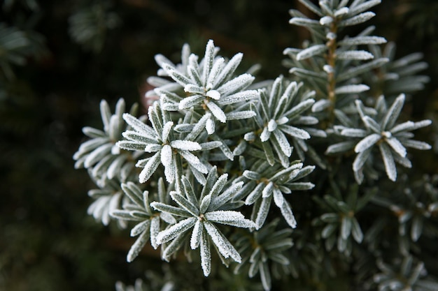 Coniferous branches covered with hoarfrost Close up