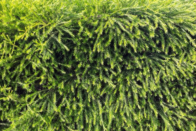 Coniferous bushes, green needles texture (background).