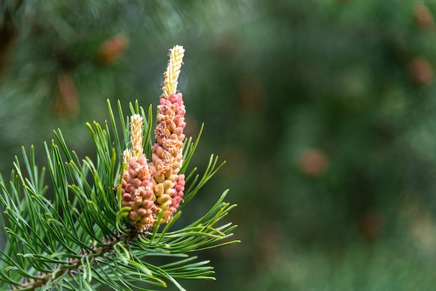 Photo coniferous cones on a branch.