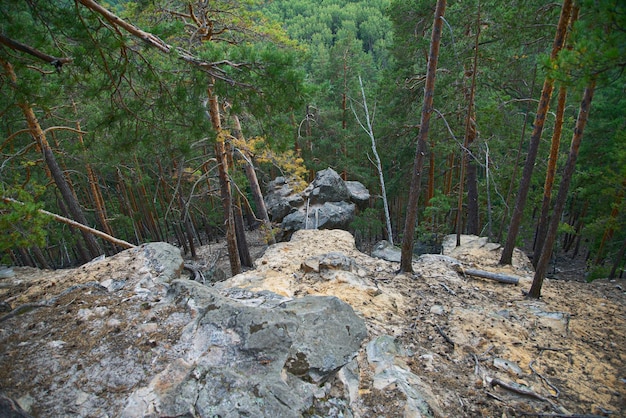 Foto foresta di conifere e latifoglie nel parco nazionale sfondo naturale