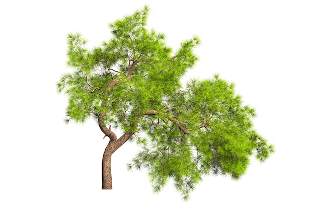 A coniferous evergreen spruce tree with a lush crown and a curved transverse trunk on a white background. Isolate oneself. Stock 3D illustration.