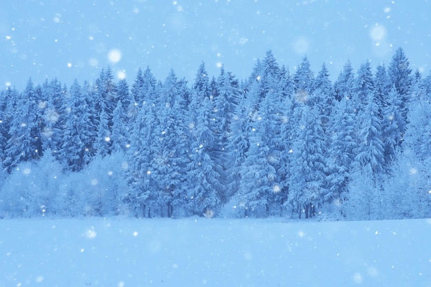 흰 서리 배경으로 덮인 침엽수 림, 겨울 풍경 눈 나무