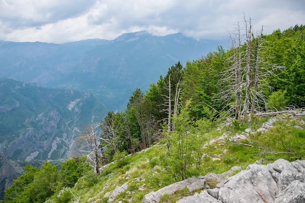 Coniferous forest grows on the slope of a high mountain.