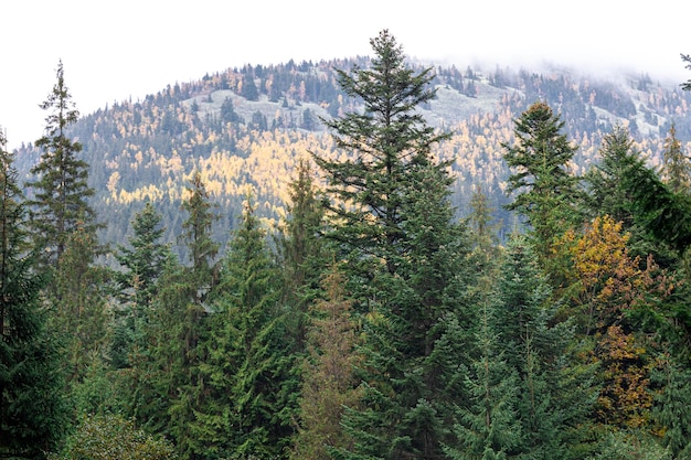 Хвойный лес в высокогорье ранней осенью