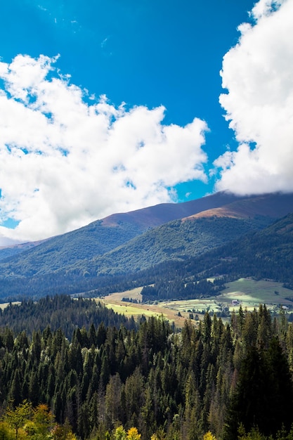 Foresta di conifere sulle cime delle montagne e cielo blu con nuvole