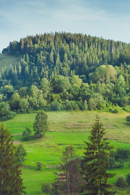 Foresta di conifere in montagna