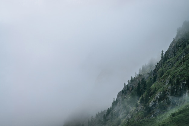 Foreste di conifere sul fianco di una montagna tra nuvole basse.