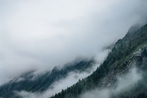 低い雲に囲まれた山腹の針葉樹林。