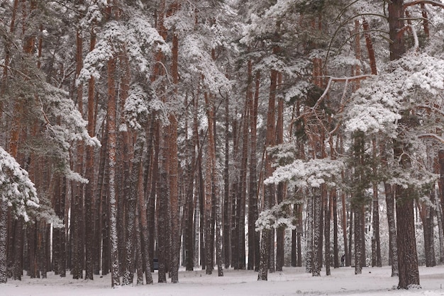 Coniferous forest in the snow the concept of snowfall bad weather